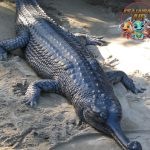 Gharial Reptil Langka dengan Moncong Panjang 10cm!