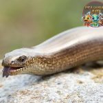 Slow Worm Si Lambat Ternyata Kadal Tanpa 2 Kaki!