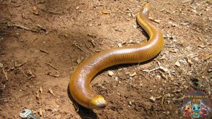 Amphisbaenia Reptil Bawah Tanah2 yang Misterius