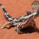 Rauisuchia Reptil Purba yang Menjadi Top 1 Predator