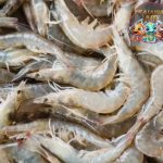 Udang Putih 5 Keunikan dan Habitatnya di Laut