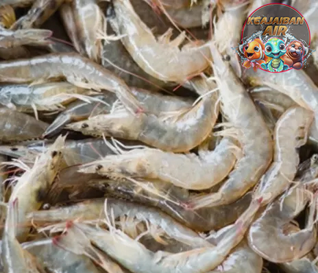 Udang Putih 5 Keunikan dan Habitatnya di Laut
