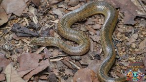 WP Cron is not working as expected, which is required for W3 Total Cache WebP conversions