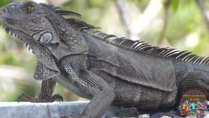 Iguana Si 19 Reptil Unik yang Menawan dan Pintar!