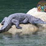 Reptil Crurotarsi Misteri dalam Dunia Purba 1956!