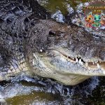 Buaya Siam 3 Meter Panjang, Raja Reptil Air