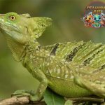 Plumed Basilisk 6 Fakta Menarik yang Wajib Diketahui