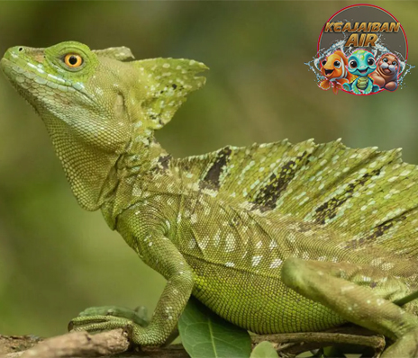 Plumed Basilisk 6 Fakta Menarik yang Wajib Diketahui