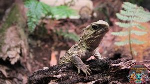 Rhynchocephalia Reptil Purba di Era 2x Modern