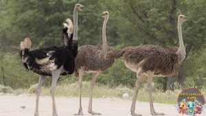Burung Unta Habitat, 3 Perilaku, dan Keunikannya!