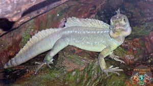 Lepidosauria Reptil Purba yang Masih Bertahan 2004