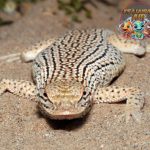 Lepidosauria Reptil Purba yang Masih Bertahan 2004