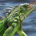 Green Iguana Si Ganteng dari 3 Dunia Reptil!