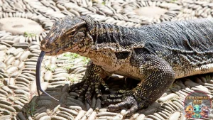 Biawak Air 1 Reptil Mirip Naga Suka Berjemur