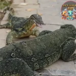 Biawak Air 1 Reptil Mirip Naga Suka Berjemur