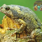 Kodok Amfibi Unik Sering Disangka 10 Reptil
