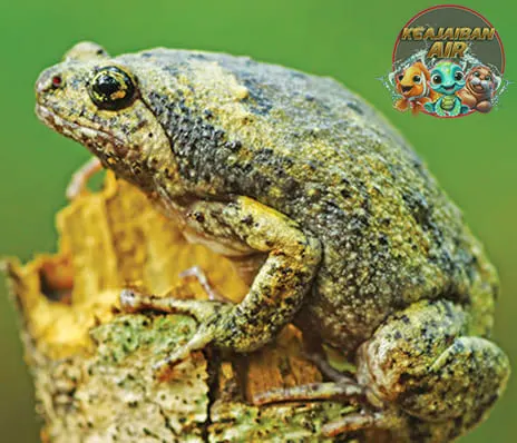 Kodok Amfibi Unik Sering Disangka 10 Reptil