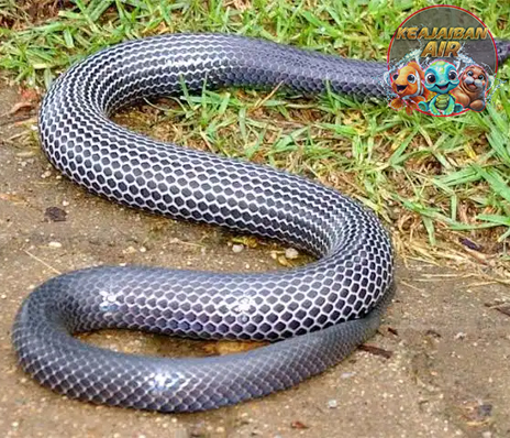 Amblyodipsas Ular Kecil, Bisa Besar2, Fakta Menarik