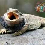 Bearded Dragon Kadal Eksotis dengan 12 Janggut Unik
