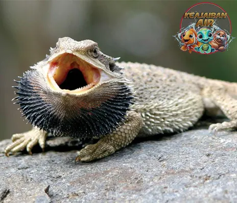 Bearded Dragon Kadal Eksotis dengan 12 Janggut Unik
