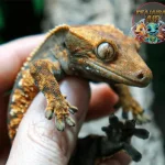Crested Gecko 14 Style Reptil Kecil, Pesonanya Gede