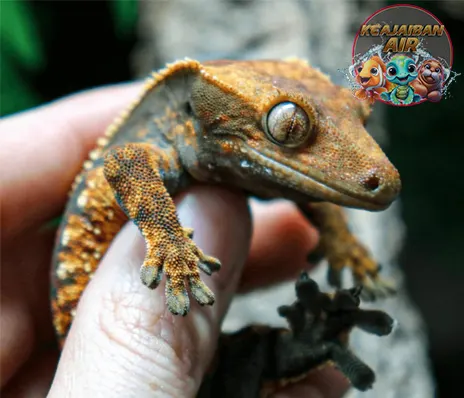 Crested Gecko 14 Style Reptil Kecil, Pesonanya Gede