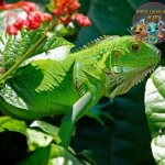 Iguana Hijau Duri, 3 Warna, dan Gaya Tropisnya