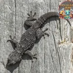Moorish Gecko: Reptil Tangguh dari Mediterania
