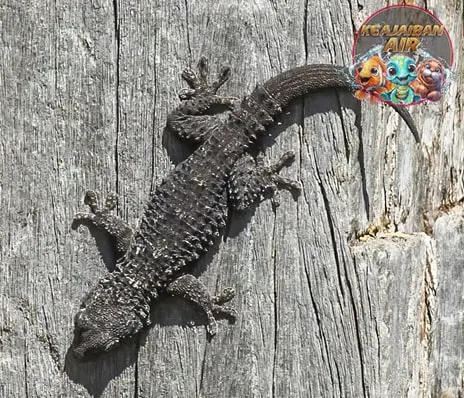 Moorish Gecko: Reptil Tangguh dari Mediterania