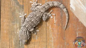 Moorish Gecko: Reptil Tangguh dari Mediterania