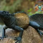 Soa Layar Kadal Eksotis dari 6 Hutan Halmahera