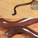 Typhlopidae Si 10 Penghuni Tanah Jarang Diketahui!