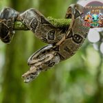 Boa Constrictor 02 Ular Raksasa Tanpa Bisa