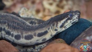 Elephant Trunk Snake 1 Ular Berbelalai yang Unik