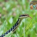 Grass Snake Si 1 Pengintai Ulung Eropa dan Asia