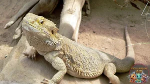 Bearded Dragon Kadal Eksotis dengan 12 Janggut Unik