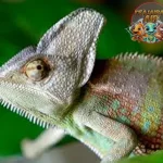 Chameleon Kadal Ajaib yang Bisa Ganti 4 Warna