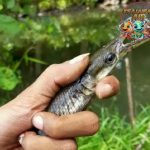 Fakta Aligator, Reptil Tangguh2 dari Zaman Dulu