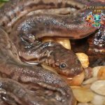 Elephant Trunk Snake 1 Ular Berbelalai yang Unik