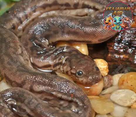 Elephant Trunk Snake 1 Ular Berbelalai yang Unik