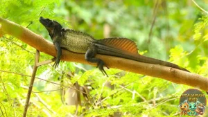 Soa Layar Kadal Eksotis dari 6 Hutan Halmahera
