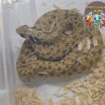 False Cobra 5 Sang Peniru Kobra Dunia Reptil