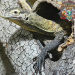 Biawak dan 8 Misteri Kehidupan Tengah Hutan