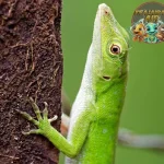 Anolis Reptil Kecil dengan 400+ Spesies di Dunia