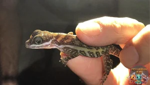 Anolis Reptil Kecil dengan 400+ Spesies di Dunia