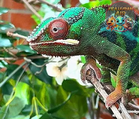 Panther Chameleon Bunglon Pelangi2 Madagaskar