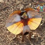 Soa Payung Reptil Unik Mirip 11 Naga Mini