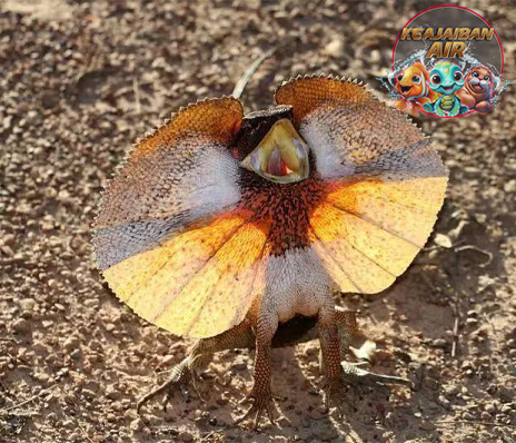 Soa Payung Reptil Unik Mirip 11 Naga Mini
