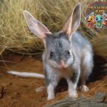 Bilby Si Telinga Panjang Penjaga 4 Gurun