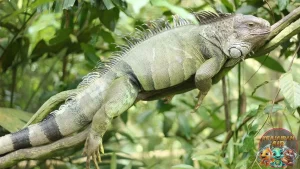Iguana Hijau Duri, 3 Warna, dan Gaya Tropisnya